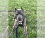 Small #3 American Pit Bull Terrier