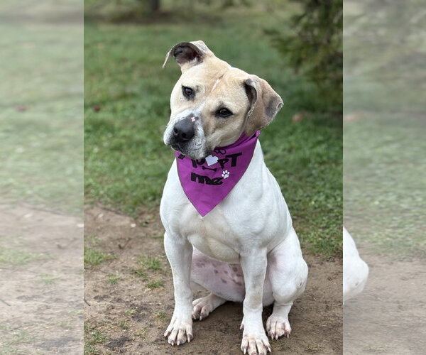 Medium Photo #4 Mutt Puppy For Sale in Spring Lake, NJ, USA