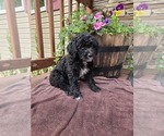 Puppy Tom Aussiedoodle