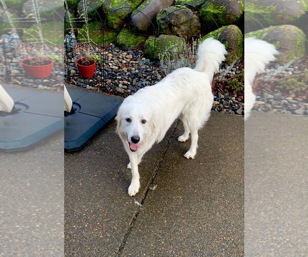 Medium Photo #7 Great Pyrenees Puppy For Sale in Spring, TX, USA