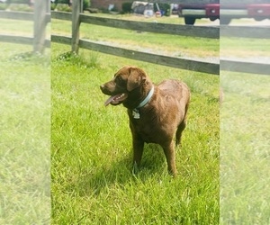 Labrador Retriever Puppy for Sale in GIBSONVILLE, North Carolina USA