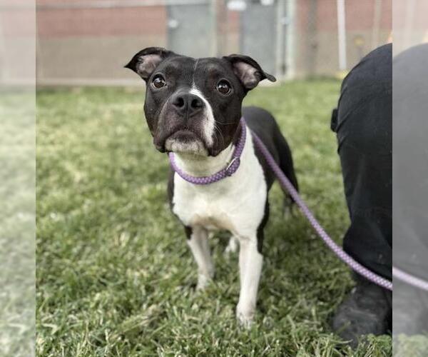 Medium Photo #2 American Pit Bull Terrier-Unknown Mix Puppy For Sale in Modesto, CA, USA