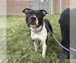 Small #1 American Pit Bull Terrier Mix