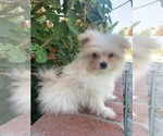 Small Photo #2 Pom-A-Poo Puppy For Sale in TEMECULA, CA, USA