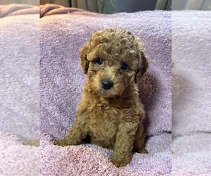 Poodle (Miniature) Puppy for sale in INDIANAPOLIS, IN, USA