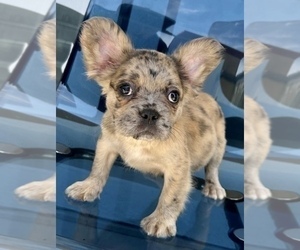 French Bulldog Puppy for sale in PORTOLA VALLEY, CA, USA