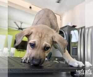 Mutt Dogs for adoption in Washington, DC, USA