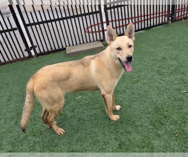 Medium Photo #3 Shiba Inu-Unknown Mix Puppy For Sale in McKinney, TX, USA