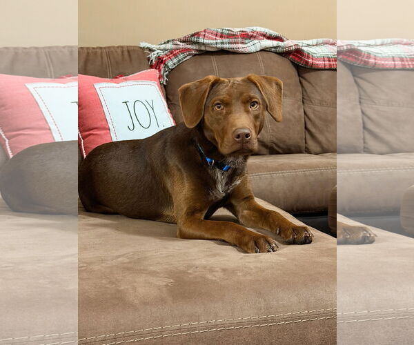 Medium Photo #2 German Shorthaired Lab Puppy For Sale in Wakefield, RI, USA