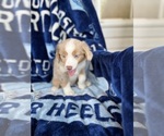 Small Photo #6 Miniature Australian Shepherd Puppy For Sale in ROCKY MOUNT, VA, USA
