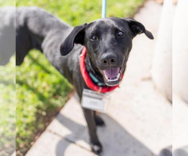 Medium Photo #5 Labrador Retriever-Unknown Mix Puppy For Sale in San Diego, CA, USA