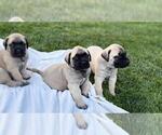 Small #3 Mastiff