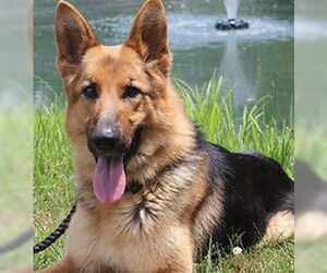 German Shepherd Dog-Unknown Mix Dogs for adoption in Lawrenceburg, TN, USA