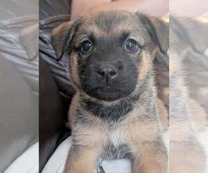 Catahoula Leopard Dog-Unknown Mix Dogs for adoption in Holly Springs, NC, USA