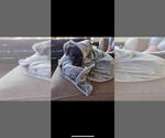 Small #3 Shih Tzu-Spaniel Mix