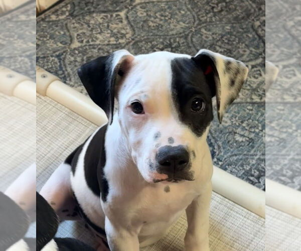 Medium Photo #3 American Pit Bull Terrier-Unknown Mix Puppy For Sale in Bolivar, MO, USA