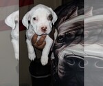 Puppy Maxwell Max American Pit Bull Terrier
