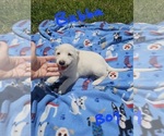 Small Photo #22 Chizer Puppy For Sale in MONTEZUMA, GA, USA