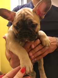 French Bulldog Puppy for sale in WEST PALM BEACH, FL, USA