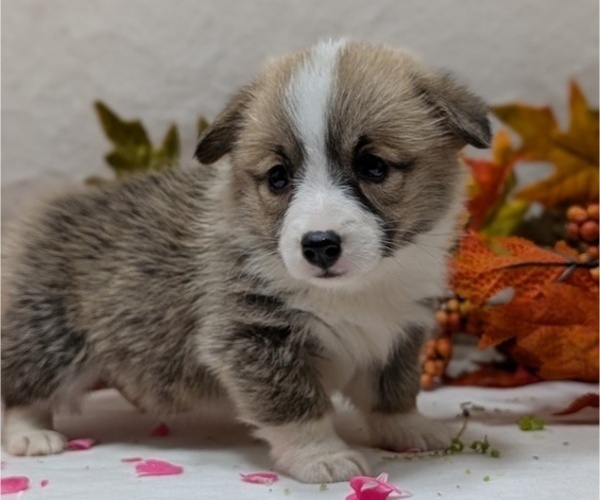 Medium Photo #54 Pembroke Welsh Corgi Puppy For Sale in GOSHEN, IN, USA