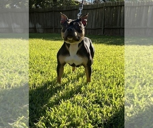 Father of the American Bully puppies born on 03/16/2023