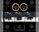 Small Photo #112 YorkiePoo Puppy For Sale in WARSAW, IN, USA