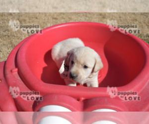 Labrador Retriever Puppy for sale in SANGER, TX, USA
