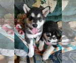 Small Photo #1 Alaskan Malamute Puppy For Sale in PINE VILLAGE, IN, USA