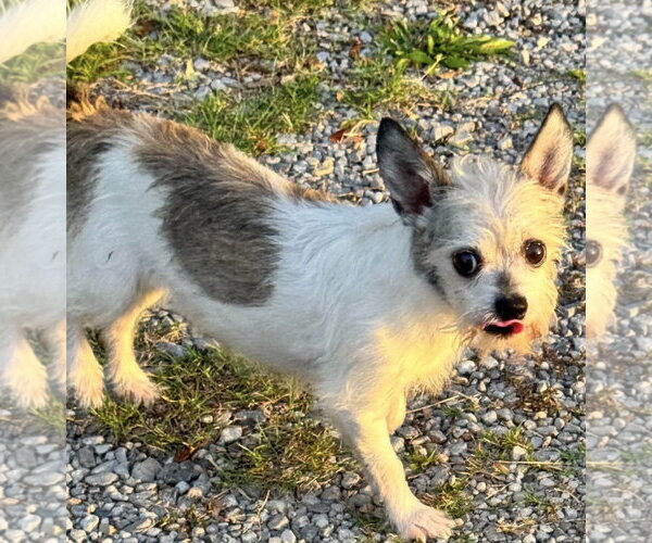 Medium Photo #4 Chihuahua-Unknown Mix Puppy For Sale in Oakhurst, NJ, USA