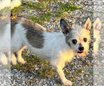 Small #3 Chihuahua Mix