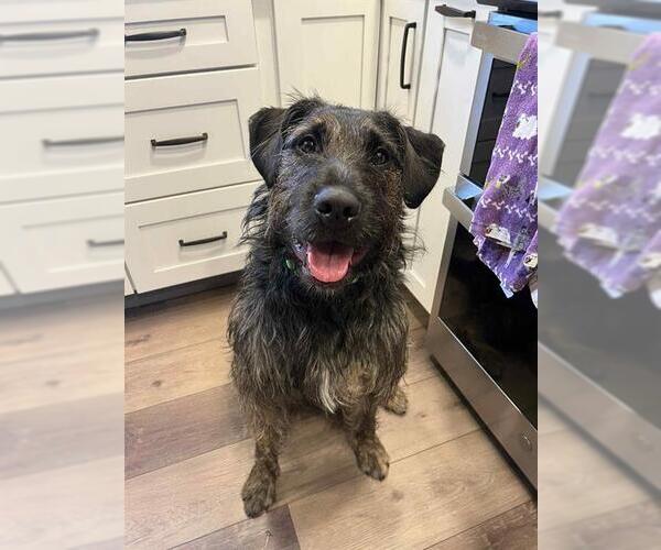 Medium Photo #3 Lab'Aire Puppy For Sale in Center Township, PA, USA