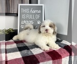 Small Photo #10 Miniature Bernedoodle Puppy For Sale in FRANKLIN, IN, USA