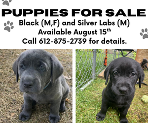 Labrador Retriever Puppy for sale in BURNSVILLE, MN, USA