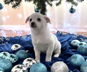 Chiweenie-Pomeranian Mix Puppy for sale in ANTELOPE, CA, USA