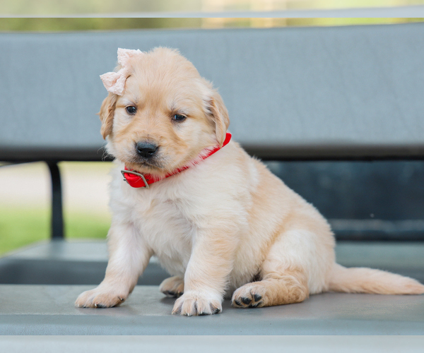 Medium Photo #2 Golden Retriever Puppy For Sale in LIBERTY, KY, USA