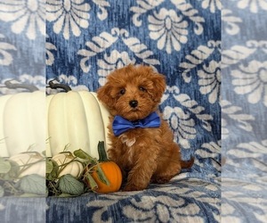 Maltipoo Puppy for sale in LINCOLN UNIV, PA, USA