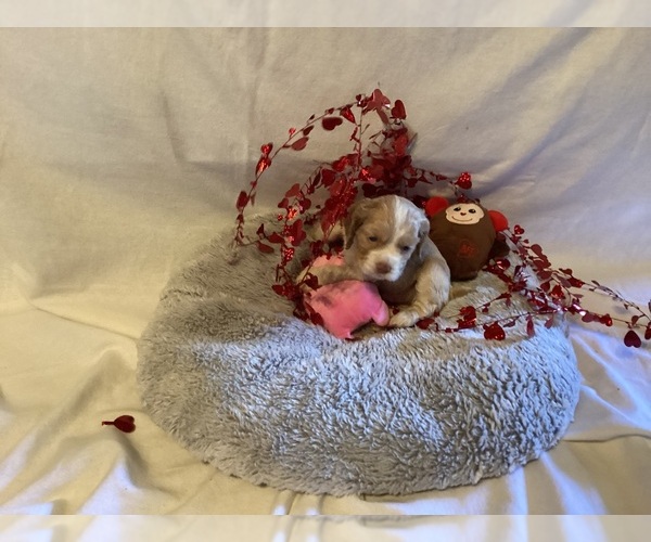 Medium Photo #1 Cocker Spaniel Puppy For Sale in CADDO, OK, USA