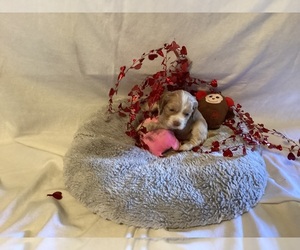 Cocker Spaniel Puppy for sale in CADDO, OK, USA