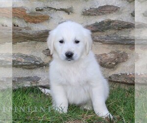 English Cream Golden Retriever Puppy for sale in CHRISTIANA, PA, USA