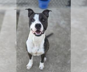 Mutt Dogs for adoption in Temple, TX, USA