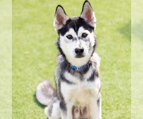 Medium Photo #2 - Mix Puppy For Sale in Camarillo, CA, USA