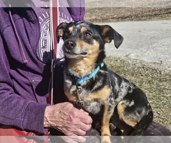 Medium Photo #4 Chihuahua-Unknown Mix Puppy For Sale in Wheaton, IL, USA