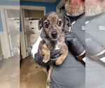Small #4 Chiweenie