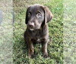 Puppy Carley girl Labrador Retriever