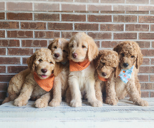 Goldendoodle Puppy for sale in CORRYTON, TN, USA