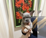 Small #5 French Bulldog