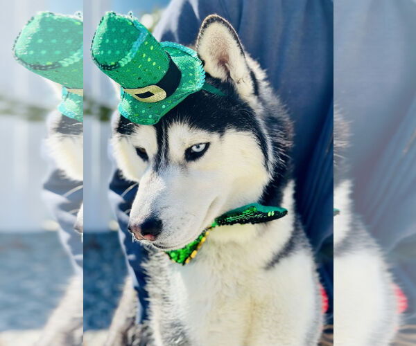 Medium Photo #2 Siberian Husky Puppy For Sale in Manahawkin, NJ, USA