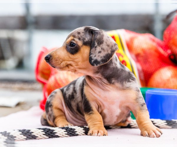 Medium Photo #30 Dachshund Puppy For Sale in WAKARUSA, IN, USA