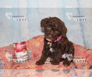 Australian Shepherd-Poodle (Toy) Mix Puppy for sale in SANGER, TX, USA