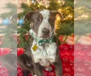 Mutt Dogs for adoption in Sandy, UT, USA